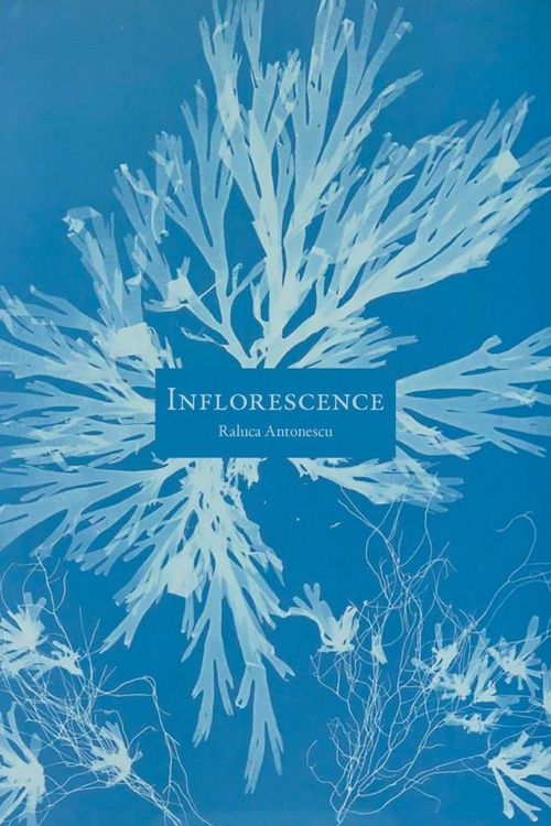 ebook cover of Inflorescence, by Raluca Antonescu