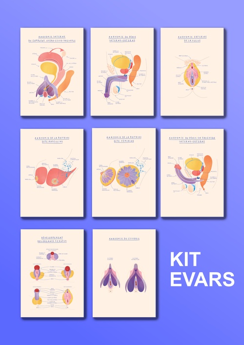 Couverture ebook de Kit anatomiques EVARS - Les organes sexuels, de Julia Pietri