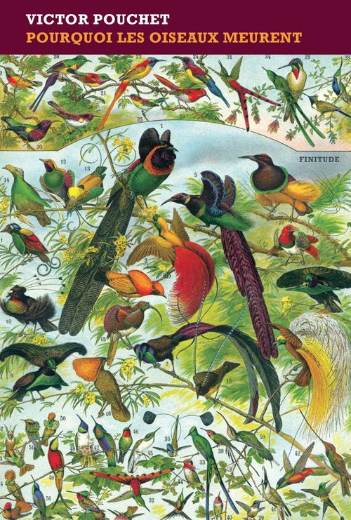 Couverture ebook de Pourquoi les oiseaux meurent, de Victor Pouchet