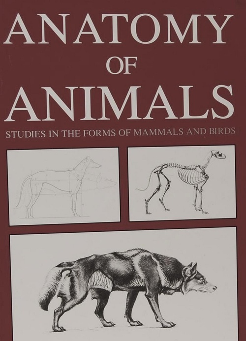 Couverture ebook de Anatomy of Animals: Studies in the Forms of Mammals and Birds, de Ernest Thompson Seton