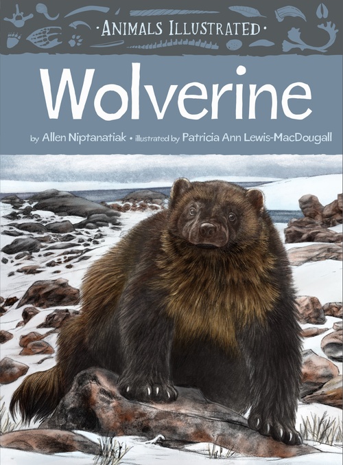 ebook cover of Animals Illustrated: Wolverine, by Allen Niptanatiak