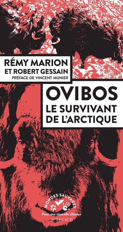 ebook cover of Ovibos, by Robert Gessain, Rémy Marion