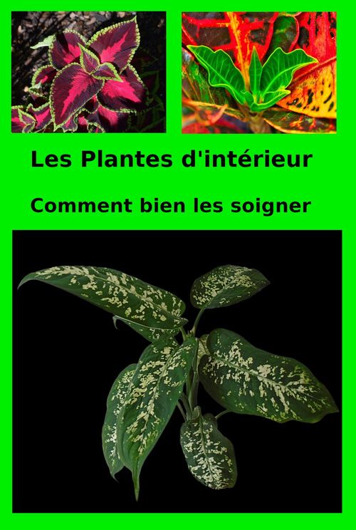 ebook cover of Les Plantes d'intérieur, by Patrick Olivier