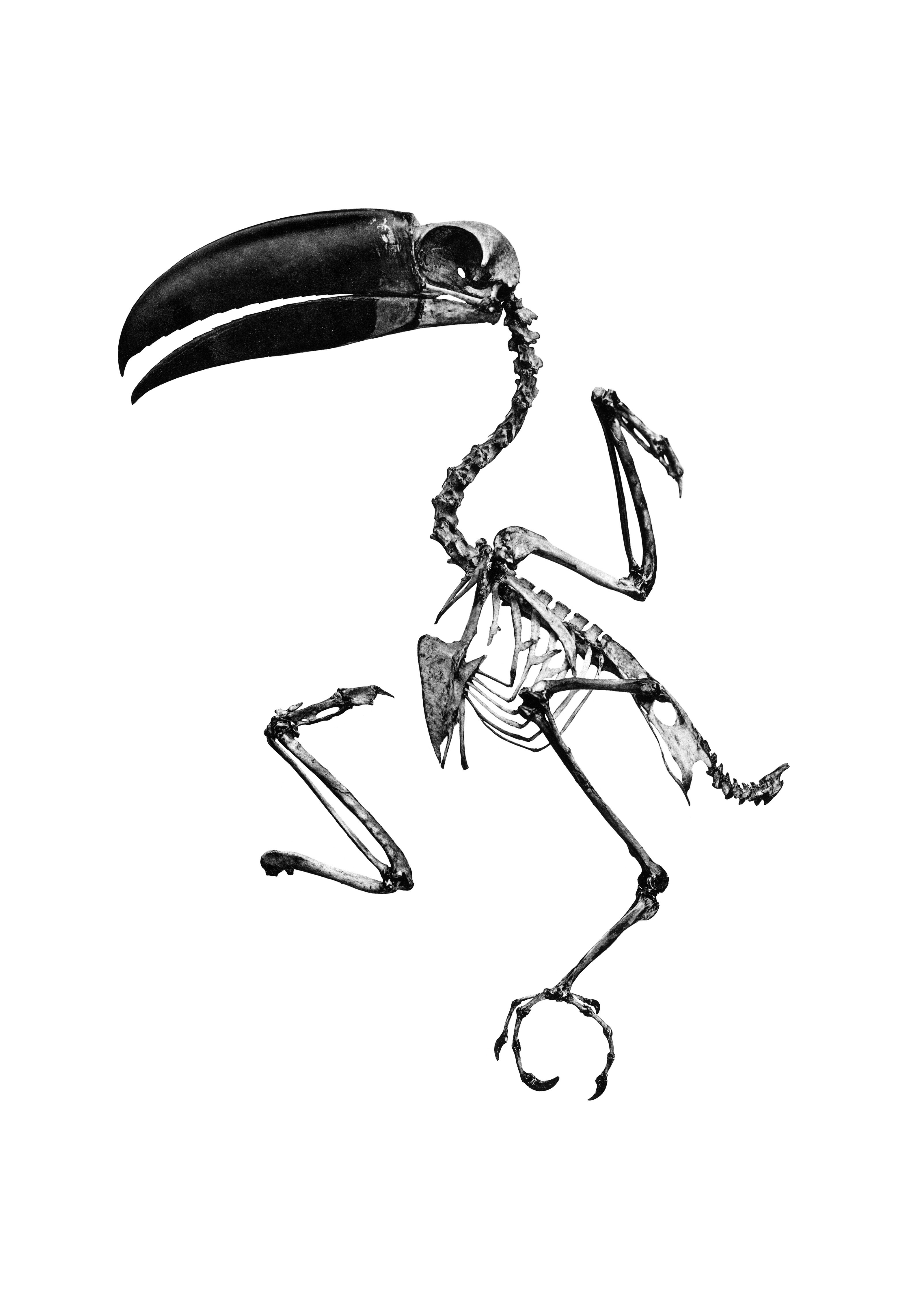 ebook cover of Toucan Fantôme, by Etienne Michelet
