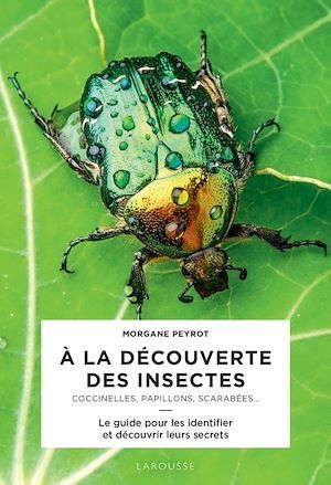 Couverture ebook de A la découverte des insectes, de Morgane Peyrot