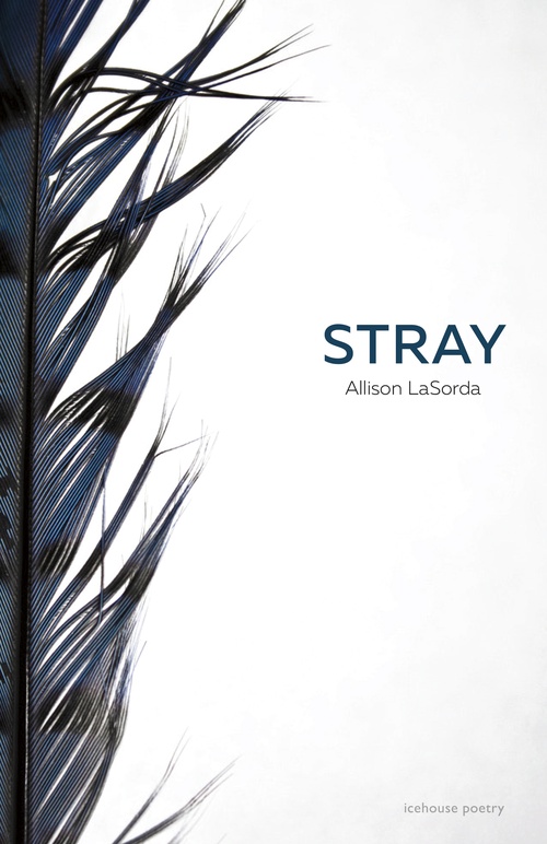 Couverture ebook de Stray, de Allison Lasorda