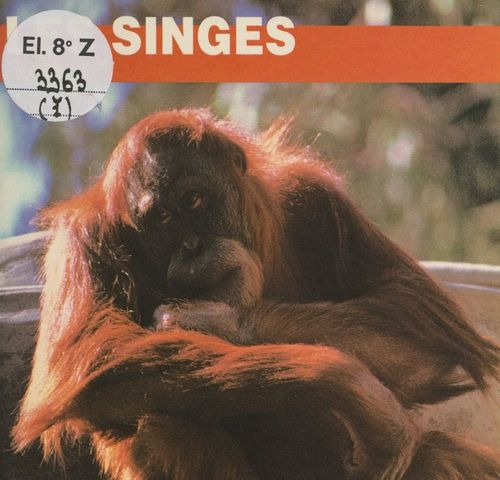 Couverture ebook de Les singes, de Elizabeth Elias Kaufman